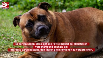 Fettleibige Haustiere könnten Spritzen für die Gewichtsabnahme erhalten