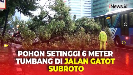 Detik-Detik Pohon Setinggi 6 Meter Tumbang Tutup Jalan Gatot Subroto Jakarta