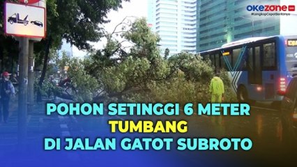 Pohon Setinggi 6 Meter Tumbang Usai Hujan, Lalu Lintas Jalan Gatot Subroto Hanya 1 Jalur