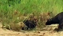 Lion fight