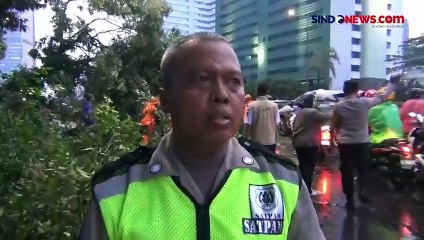 Hujan Deras, Pohon Setinggi 6 Meter Tumbang Tutup Jalan Gatot Subroto