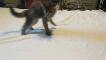 Kitten Tries to Intimidate Older Cat With Her Hilarious Crab Dance