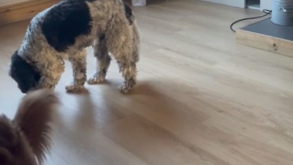 Adorable dog pays homage to Toto by skillfully howling along to 'Africa'