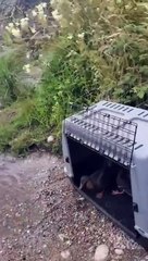 Castano Primo, restituita la libert? a 22 germani reali