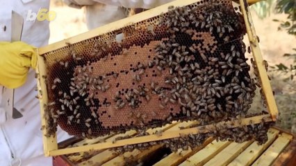 South African Beekeeper Empowers & Educates Women On Insect's Vital Role