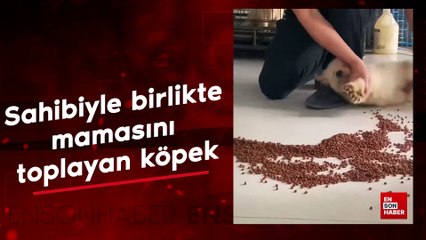Sahibiyle birlikte mama toplayan köpek