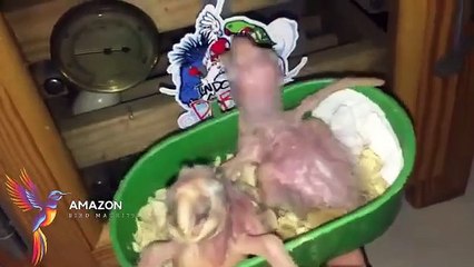 How baby macaw grows up | From the hatch until the eyes opened