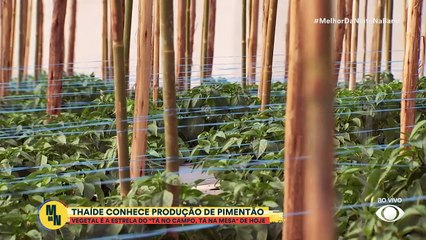 "Tá no campo, tá na mesa": saiba tudo sobre a produção do pimentão