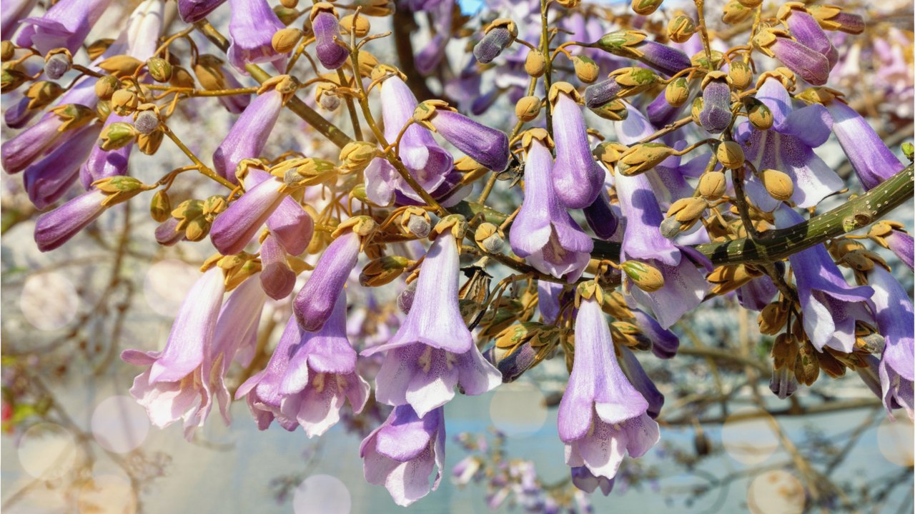Wunderschöner Blauglockenbaum: Klimaretter oder invasive Art?