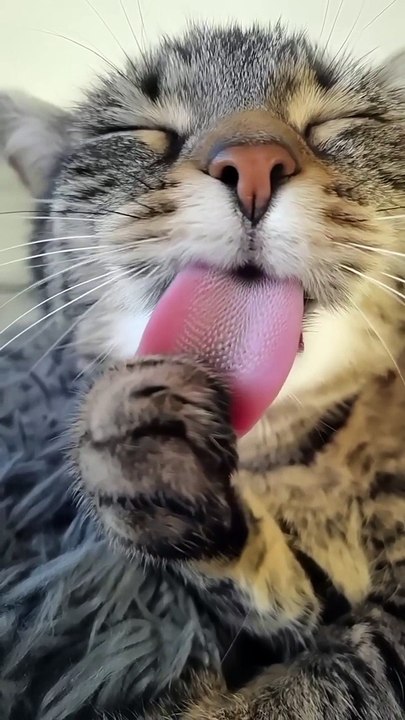 CATS & DOGS LOVERS , CUTE CAT
