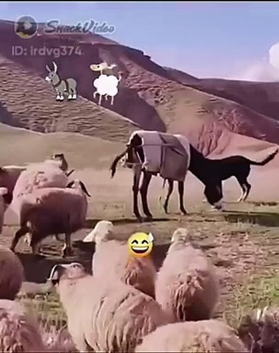 Funny video