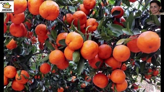 Homemade Orange Juice Recipe | Homemade Fresh Orange Juice | ऑरेंज जूस | ھوم میڈ فریش اورنج جوس