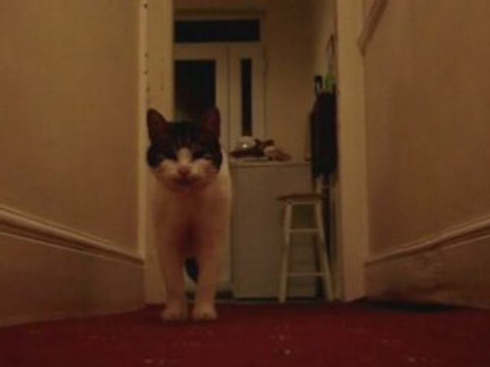 Mellow world !!! Hello cat ^^