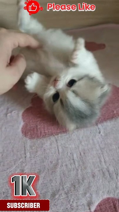 Extreme funny videos