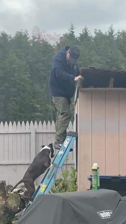 American Staffordshire Terrier Climbs Ladder to Join Her Owner's Dad