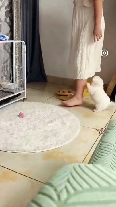 cute puppy
