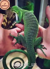 Amazon rainforests ki 2 rahsay #fact#scince#scincefact