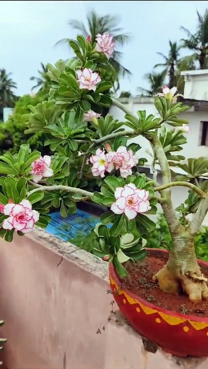 Beauty of nature
