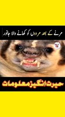 Qabar Ka Janwar Biju