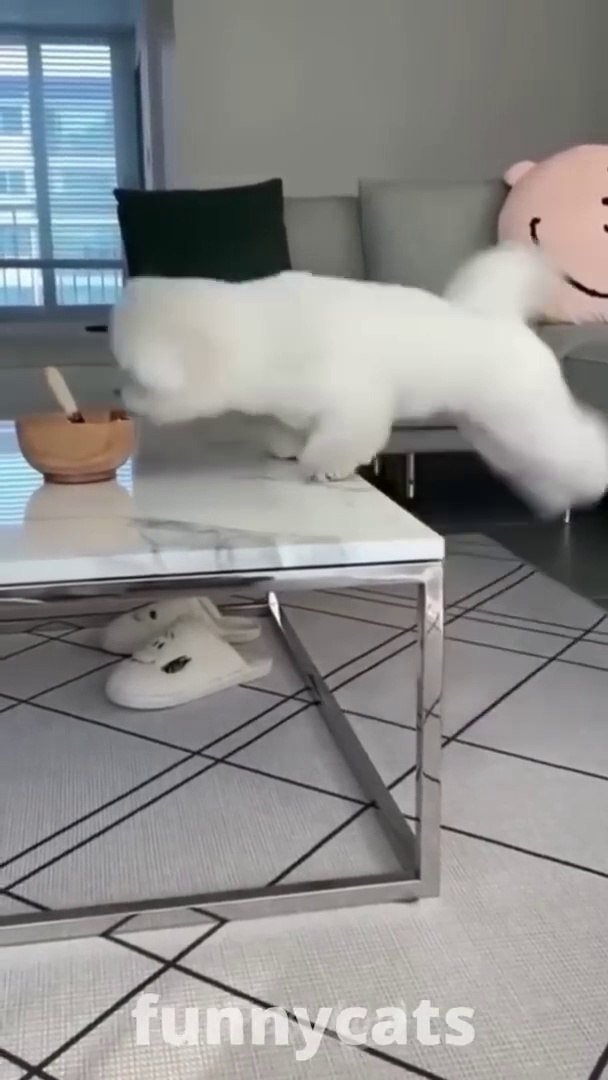 ⁣Funny Pets