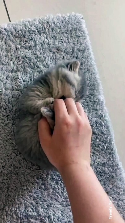 Playing With Kitten