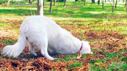 Habitat of animals: cows, dogs, cats, rabbits, tigers,...