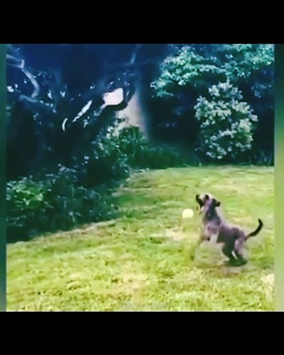 Funny animal vedio