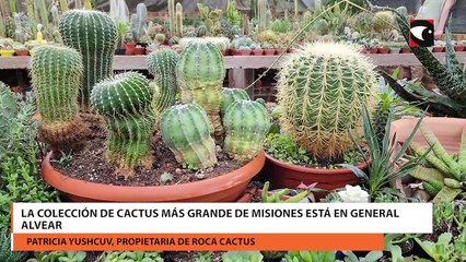 La colección de cactus más grande de Misiones está en General Alvear