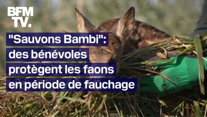 En Belgique, des bénévoles sauvent des faons en période de fauchage