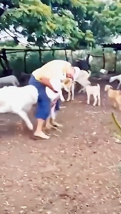 The animals comedy club funny animals|