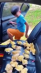 Boy and hen children chekns 2024