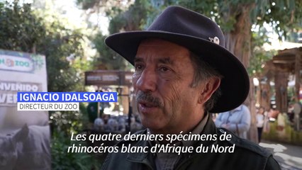 Naissance rare d'un rhinocéros blanc dans un zoo chilien