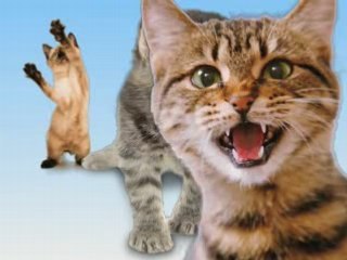 Joy-Joy-Joy meow meow meow