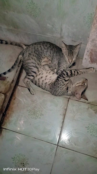 QUIT CAT  TO GATHER