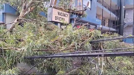 Tormenta en Gdl derriba más de 100 árboles, inunda pasos a desnivel y viviendas
