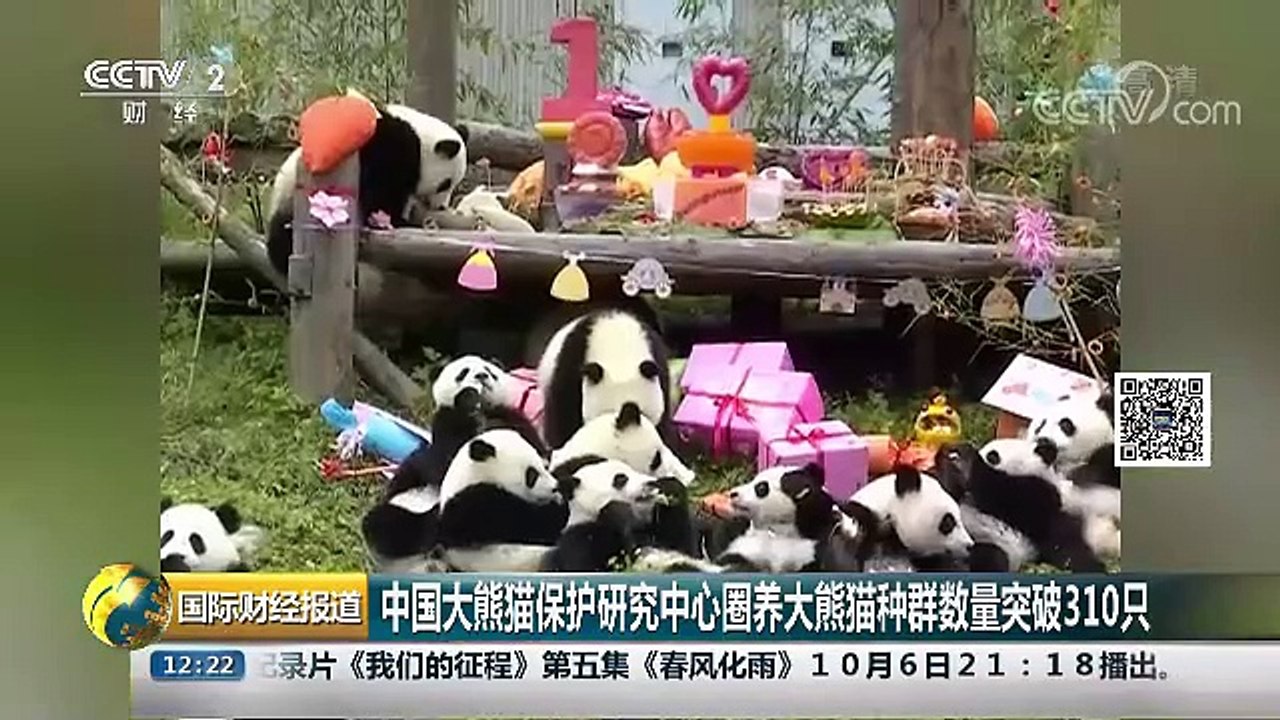中国大熊猫保护研究中心圈养大熊猫种群数量从10只扩展到312只