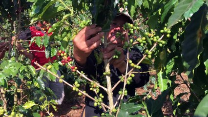 Farmers Harvesting Coffee
