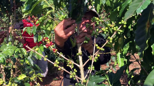 Farmers Harvesting Coffee