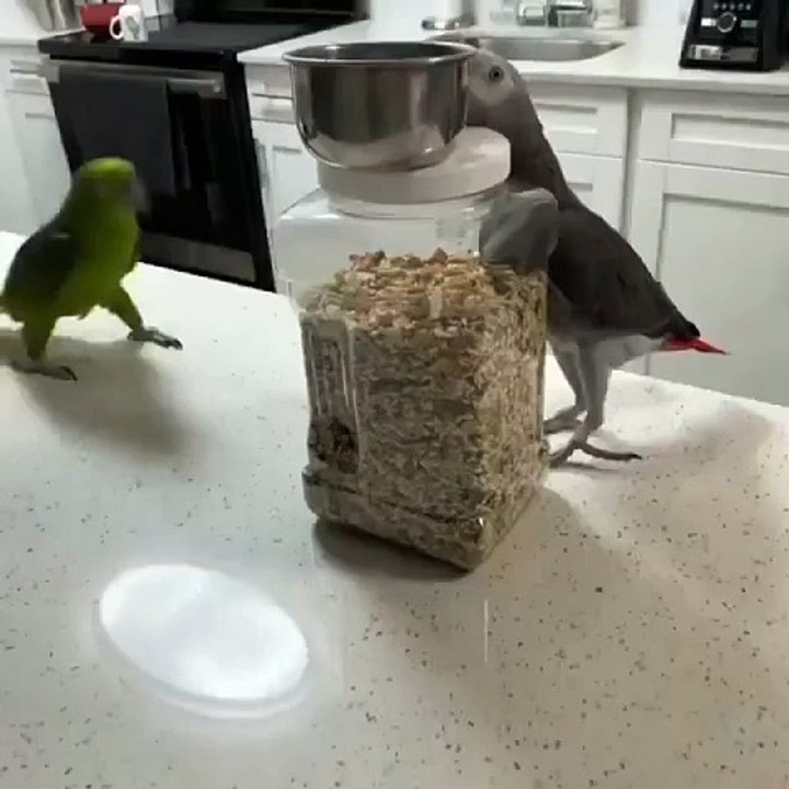 Cutest pets ever