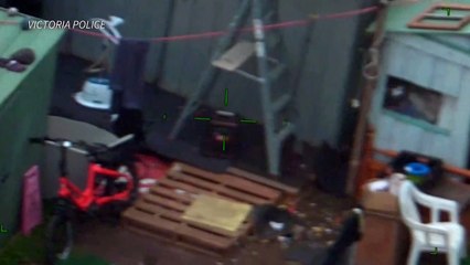 Helicóptero da Polícia australiana localiza estátua de gorila roubada