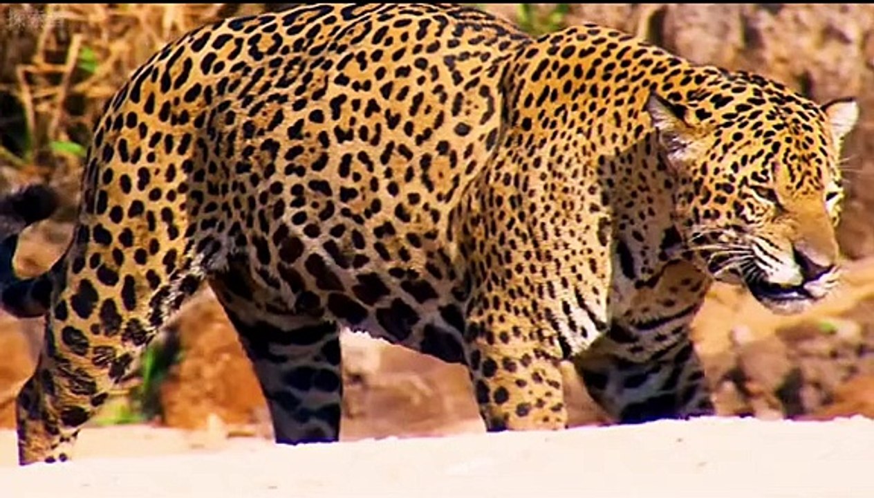 Pet Cats Beautiful Bird And Animal 4K HD Adorable Photography By Nature.