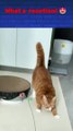 Funny Cat Videos, Cute Cats Compilation, Pet Fails, Cats Doing Funny Things, Adorable Kittens, Funny Animal Moments, Cat Reactions, Pets Being Silly, Cat Memes, Hilarious Pet Videos