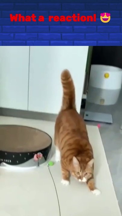 Funny Cat Videos, Cute Cats Compilation, Pet Fails, Cats Doing Funny Things, Adorable Kittens, Funny Animal Moments, Cat Reactions, Pets Being Silly, Cat Memes, Hilarious Pet Videos