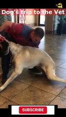 Dog's trip to the Vet  TRY NOT TO LAUGH -  #animals #funnyfails #funnyvideo #humor #fails