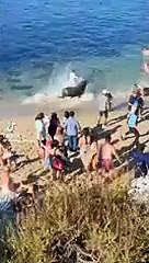 Lobo marino causa zozobra en playa de San Diego.