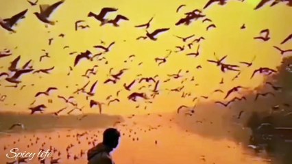 Birds flying in the sky