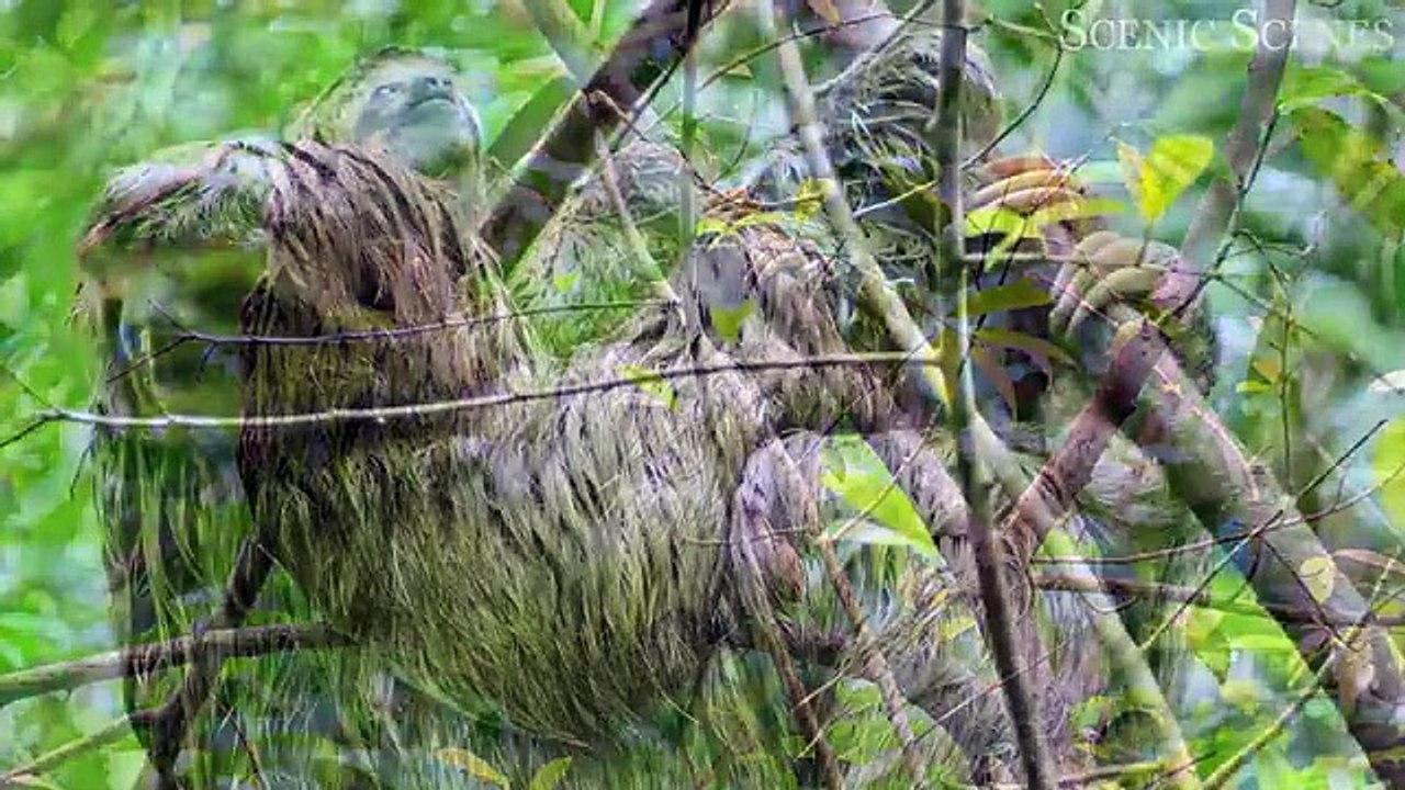 Wildlife of Amazon 4K - Animals That Call The Jungle Home _ Amazon Rainforest _