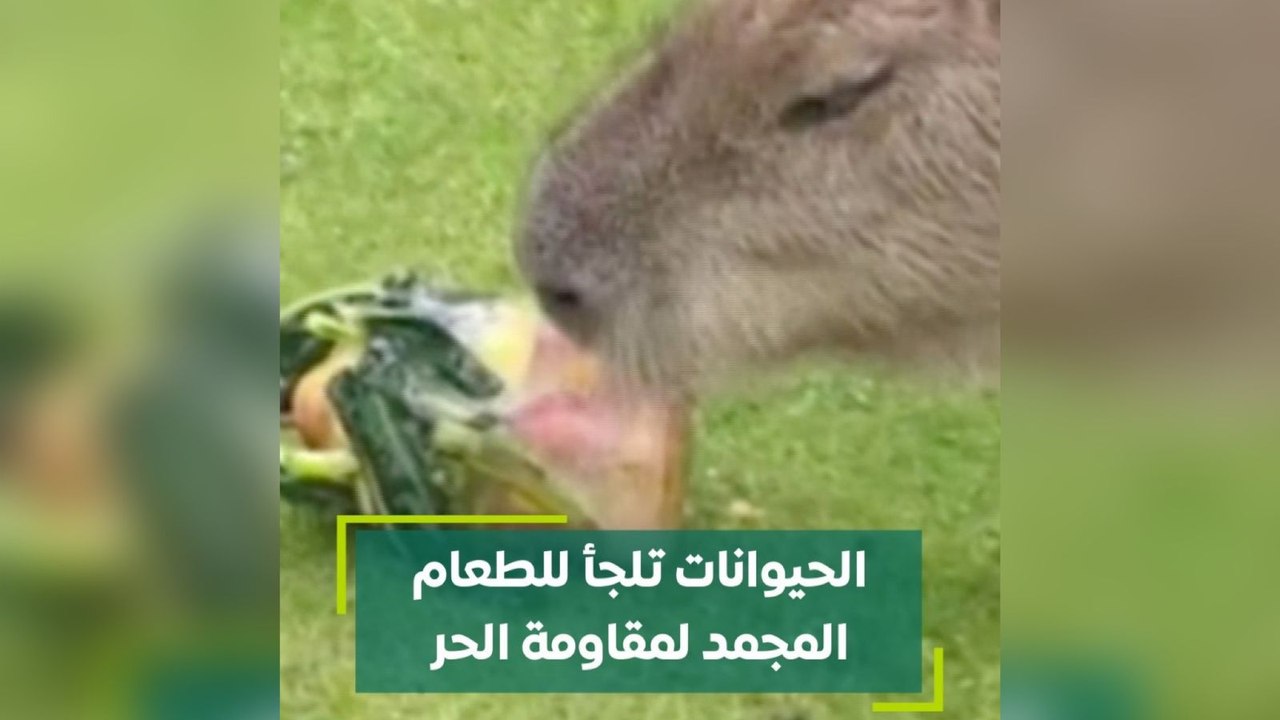 الحيوانات تلجأ للطعام المجمد لمقاومة الحر