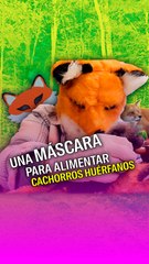 Una máscara para alimentar a cachorros huérfanos