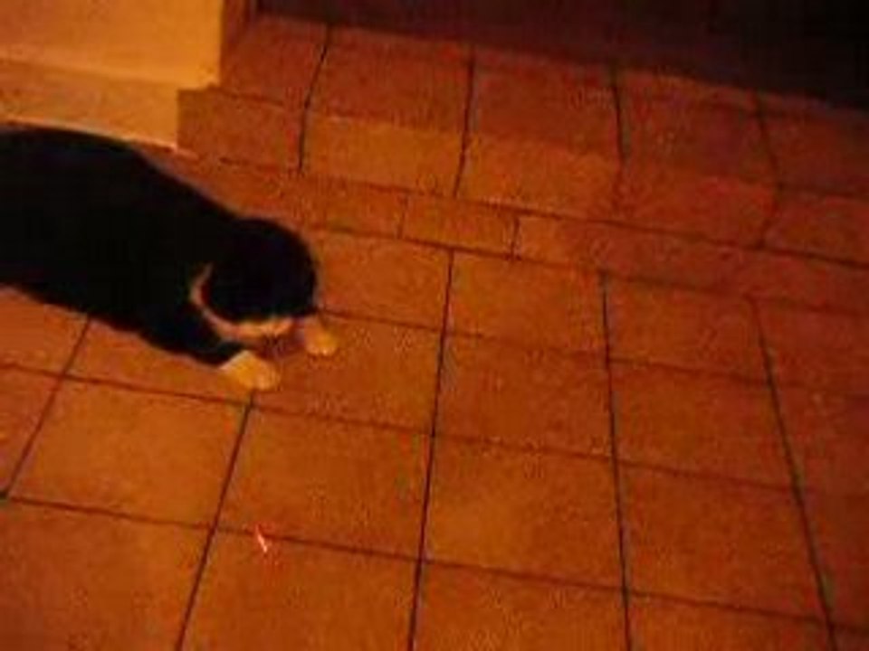 Pluchette et le pointeur laser